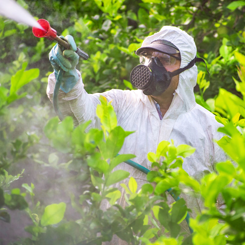 man spraying bushes