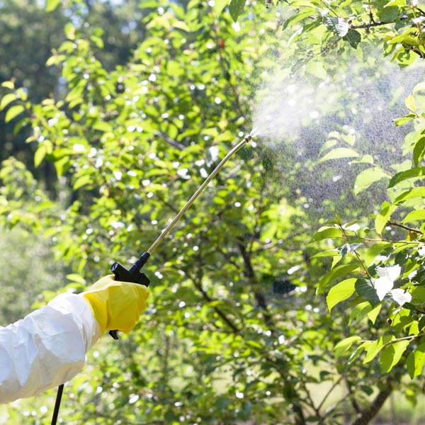 spraying trees