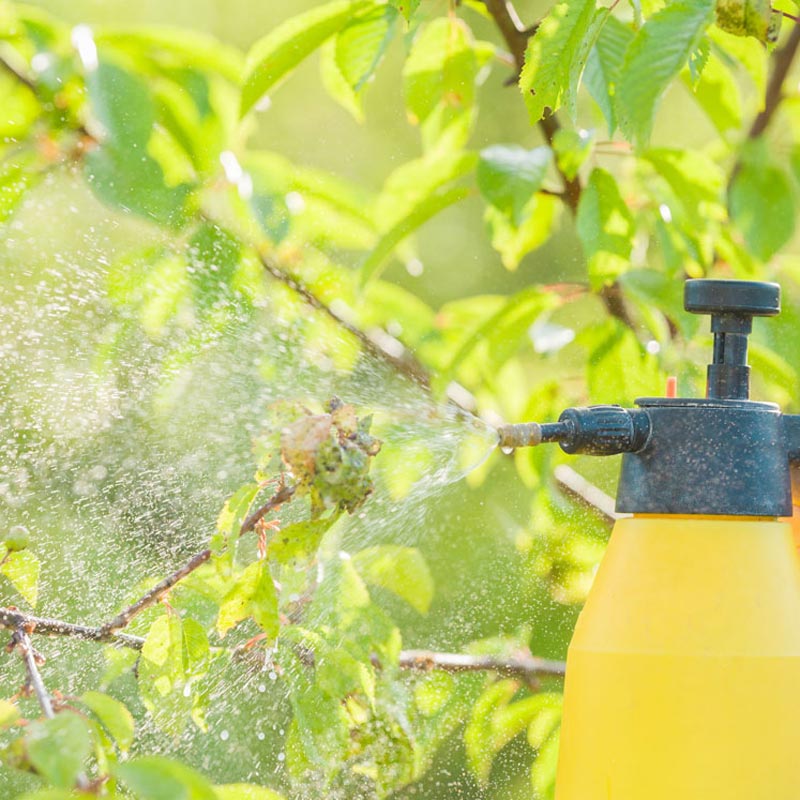 spraying trees