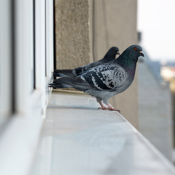 birds on a window ledge